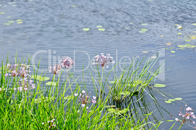 Butomus umbellatus with water