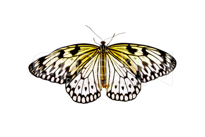 Butterfly Idea Leuconoe