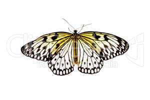 Butterfly Idea Leuconoe