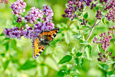 Butterfly orange on a flower oregano