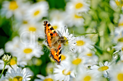 Butterfly orange on a white flower