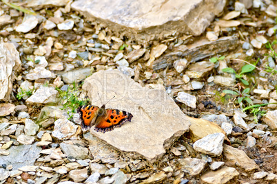 Butterfly orange on the stones