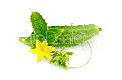 Cucumber with flower and leaf
