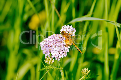 Dragonfly orange on a flower