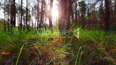 morning in the forest. the sun's rays pass through trees and green grass.