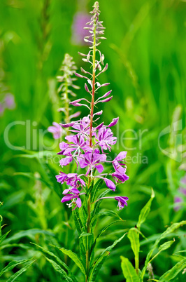 Fireweed one flower