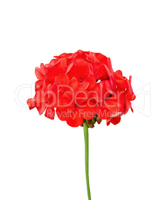 Geranium red