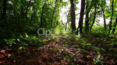 morning in the forest. the sun's rays pass through trees