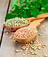 Lentils red and green in wooden spoons on board