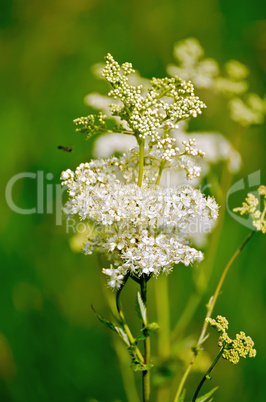 Meadowsweet on a green background