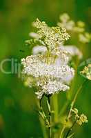 Meadowsweet on a green background