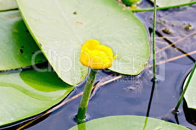 Nenuphar yellow with leaves