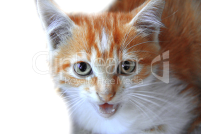 Fire colors kitten isolated on the white background