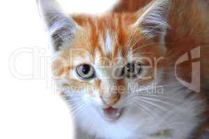 Fire colors kitten isolated on the white background