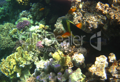 Tropical exotic fish in the Red sea. Cheilinus lunulatus