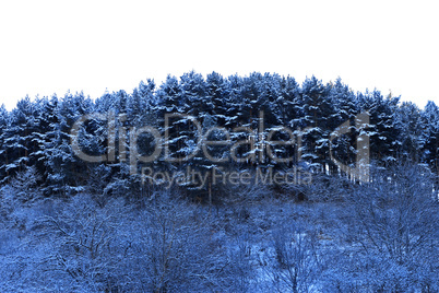 Trees covered with hoarfrost and snow in mountains