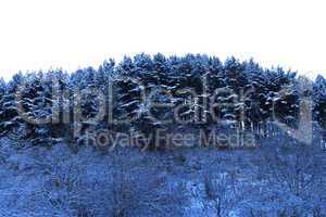 Trees covered with hoarfrost and snow in mountains