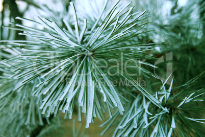 Snow laying on the green pins of Christmas tree