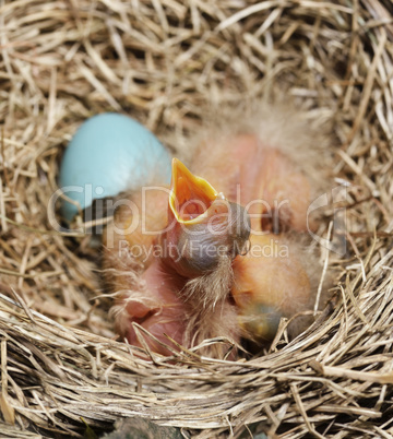 Close-Up Of Just Hatched Robin Chicks