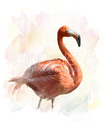 Flamingo - Watercolor Illustration