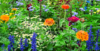 flower bed of bright flowers