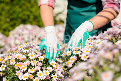 hands in gardening gloves touch daisy flowerbed