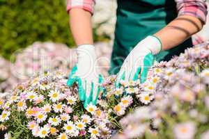 hands in gardening gloves touch daisy flowerbed