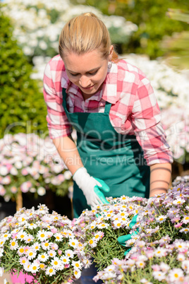 garden center woman check daisy flowerbed