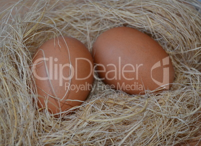 Organic eggs on straw nest