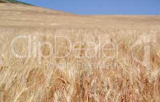 Wheat field with ears of wheat blossom