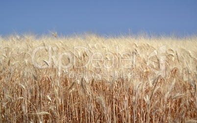 Wheat field with ears of wheat blossom