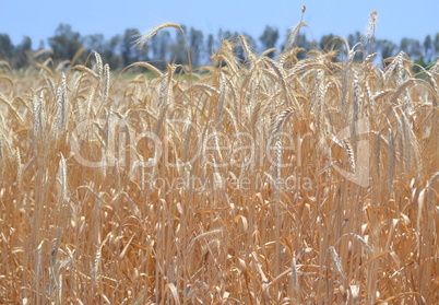 Wheat field with ears of wheat blossom in spring