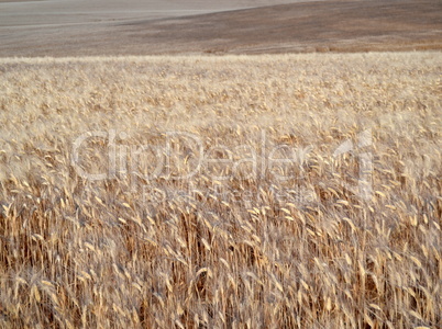 Wheat field with ears of wheat blossom in spring