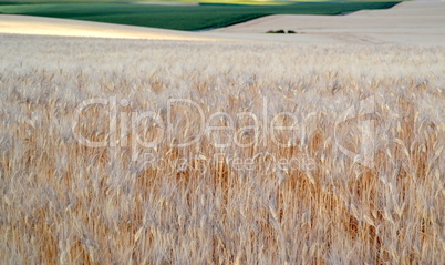 Wheat field with ears of wheat blossom in spring