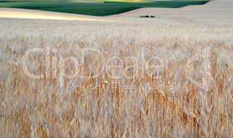 Wheat field with ears of wheat blossom in spring