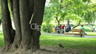 Tree and People in the Park