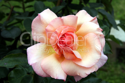 cremefarbige Rose