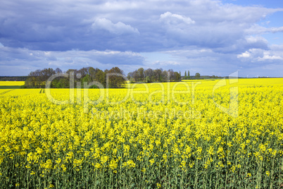 Blooming canola field