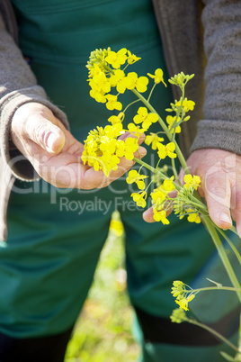 Farmer controls his canola field