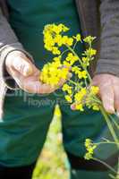 Farmer controls his canola field