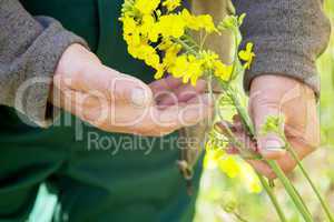 Farmer controls his canola field