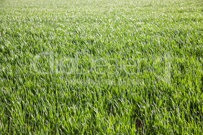 Wheat field in spring