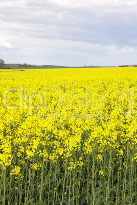 Blooming canola field