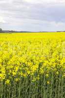 Blooming canola field