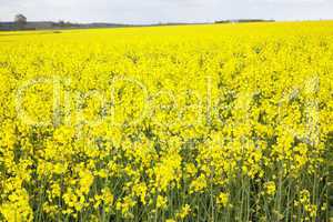 Blooming canola field