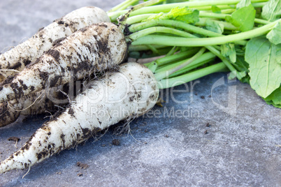 white radish