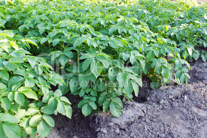 Potato plants