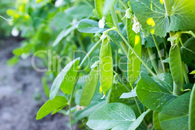 Young peas