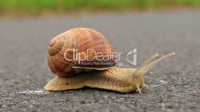 Burgundy snail (Helix pomatia) on the street