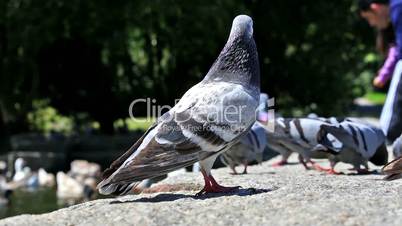 Urban doves love